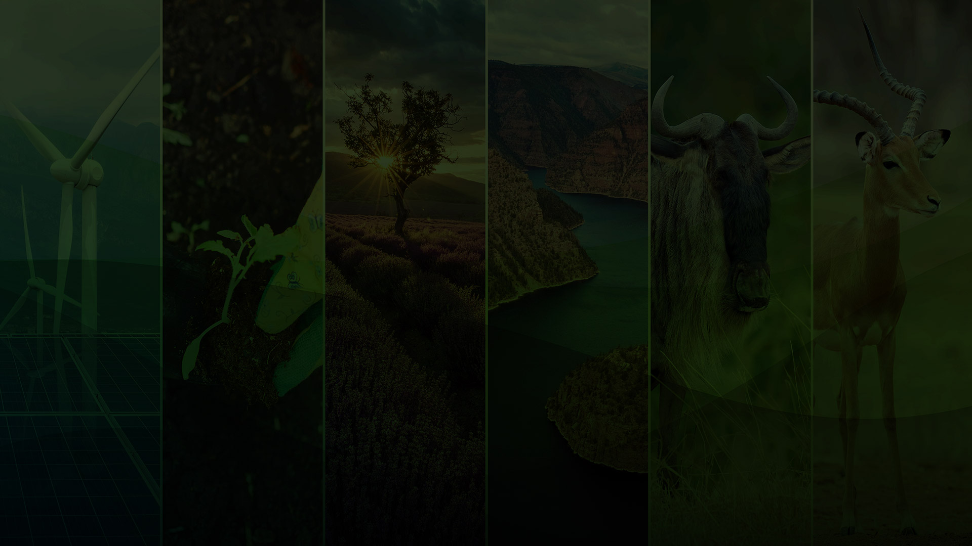 Ayuszen Panch Tulsi Drop